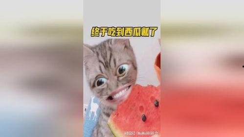 七彩猫吃瓜视频大全集,趣味视频全集盘点 七彩猫吃瓜视频大全集,趣味视频全集盘点