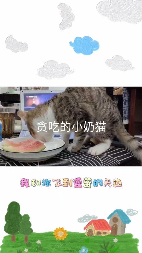 小奶猫吃大瓜好吗视频大全,萌态百出趣味无限 小奶猫吃大瓜好吗视频大全,萌态百出趣味无限
