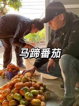 山西爸爸吃瓜视频,揭秘民间趣味生活瞬间 山西爸爸吃瓜视频,揭秘民间趣味生活瞬间