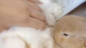 兔子会吃小瓜吗视频教程,小瓜在兔子菜单中的地位