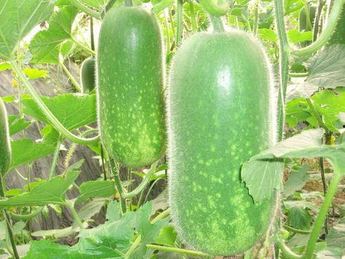 珠宝直播间吃瓜视频大全